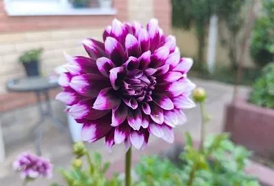 Георгины в жару: чтобы шапки были пышными, а листья – зелеными