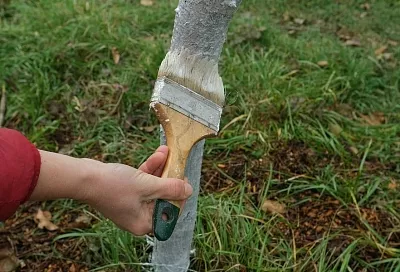 Лечить и белить: что делать, если на дереве трескается кора