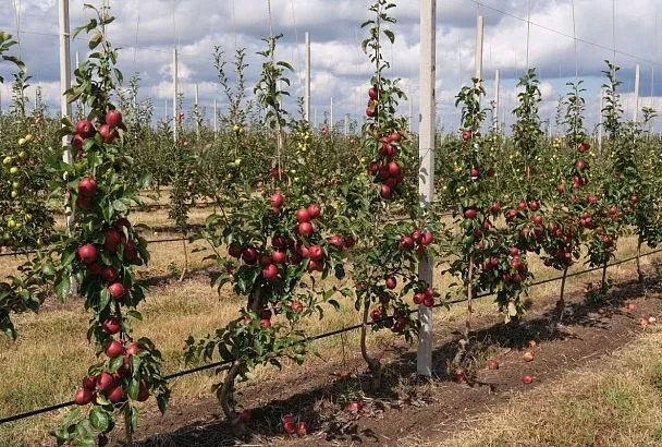 Елена Блиновская вернула компанию «Сады Адыгеи