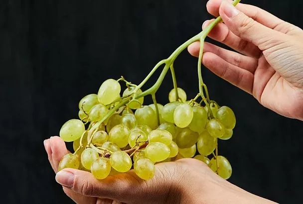 Опрыскал виноград в июне этим — и грозди с ведро: подкормка для обильного цветения 