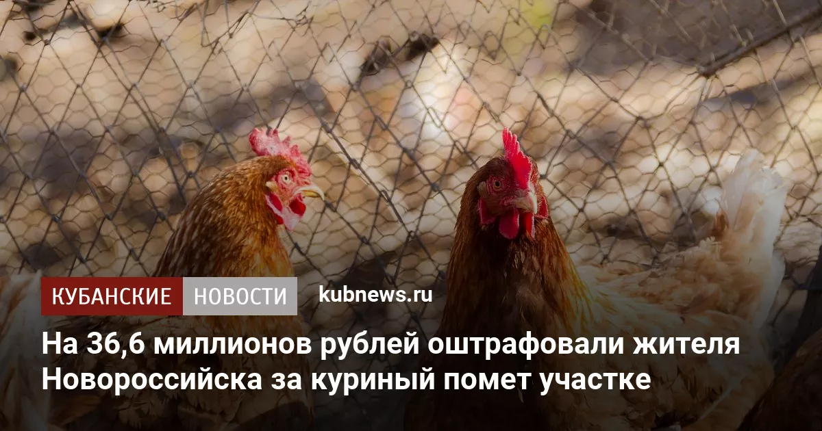 На 36,6 миллионов рублей оштрафовали жителя Новороссийска за куриный помет участке