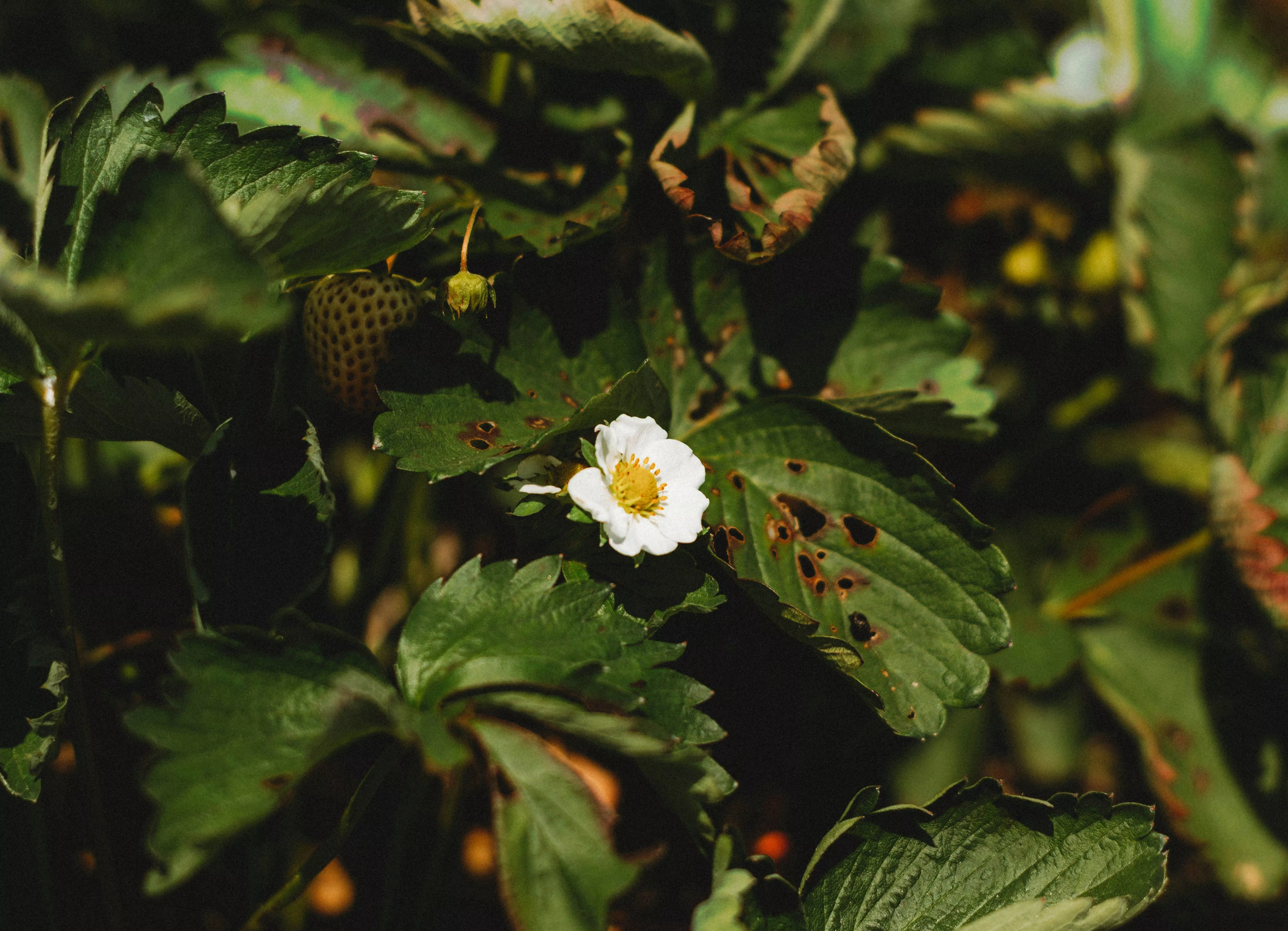 Пока клубника не зацвела: этот 1 прием в марте-апреле спасет от серьезных потерь урожая ягод – долгоносик сгинет прочь