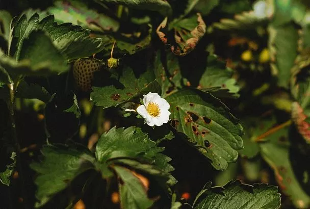Пока клубника не зацвела: этот 1 прием в марте-апреле спасет от серьезных потерь урожая ягод – долгоносик сгинет прочь