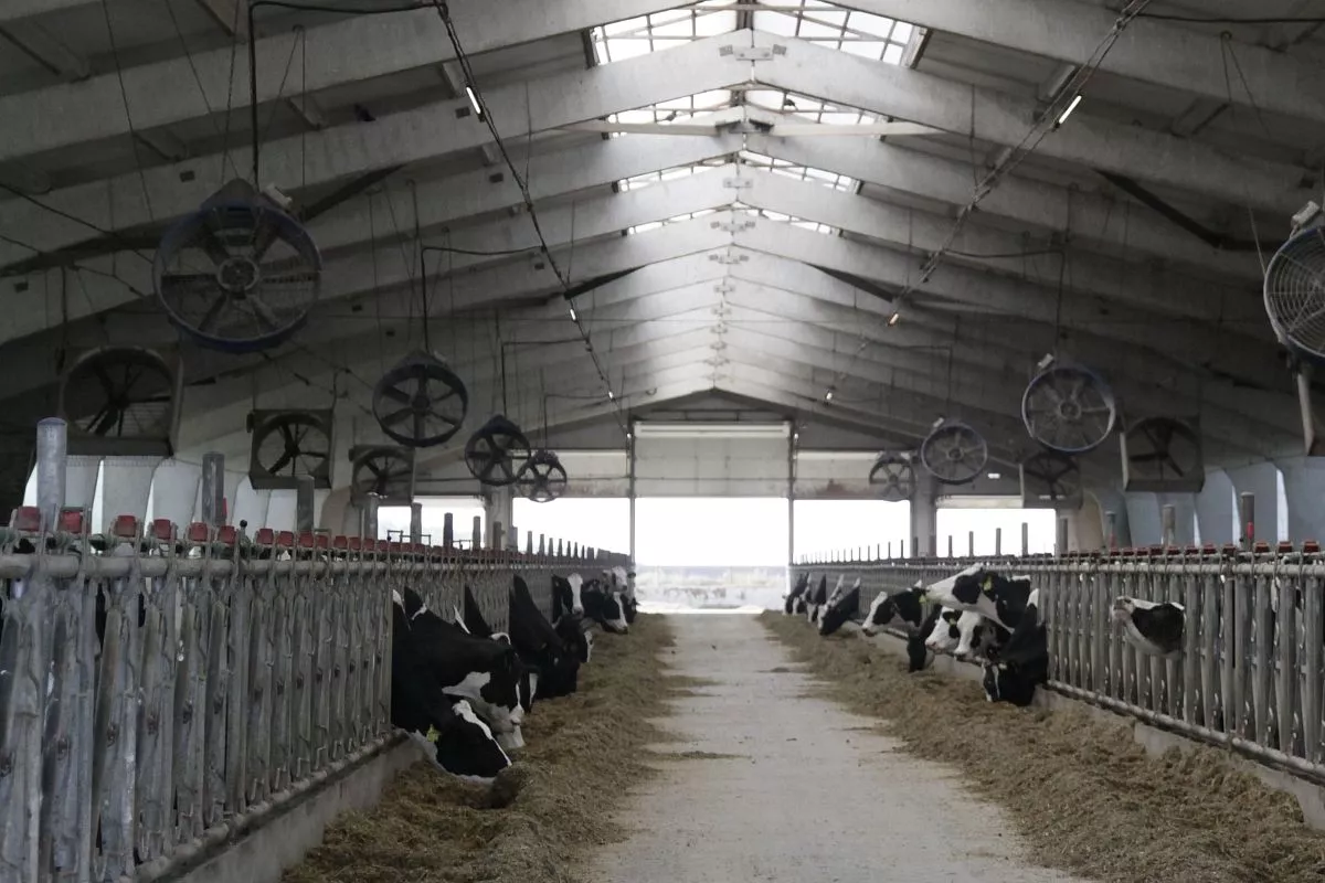 В многоотраслевом КФХ Новопетровского сельского поселения Павловского района использую органику для повышения плодородия почвы.