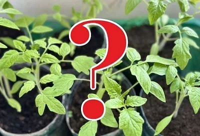 А так уж ли надо сеять овощи на рассаду или можно сразу в грунт: плюсы, минусы и правильное решение