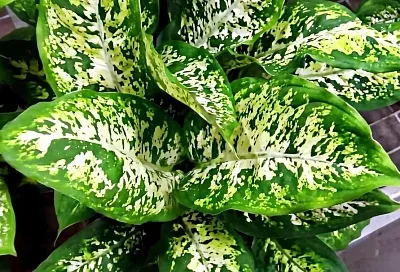 Не покупайте диффенбахию, пока не прочтете это: гид по выживанию капризного растения