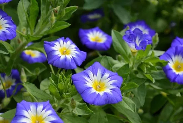 Почему запретили выращивать ипомею трехцветную