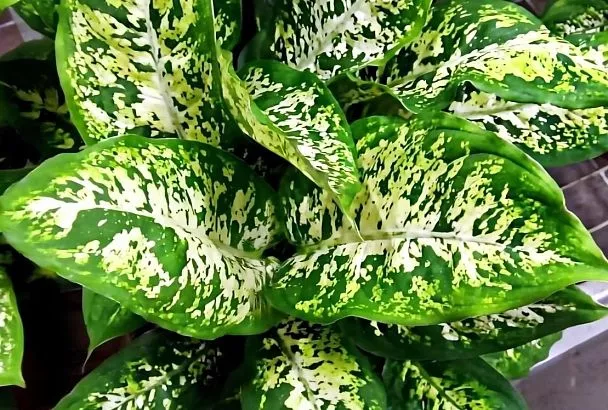 Не покупайте диффенбахию, пока не прочтете это: гид по выживанию капризного растения