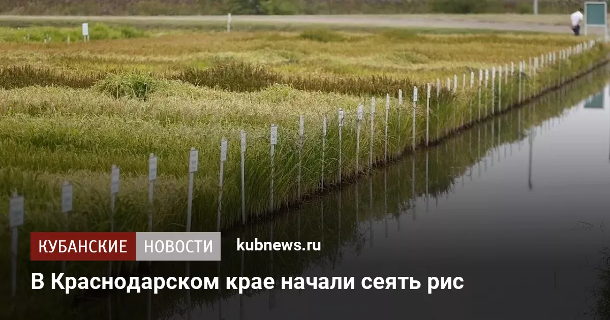 В Краснодарском крае начали сеять рис