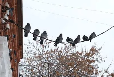 В Краснодарском крае холод из Арктики сменится теплом из Атлантики