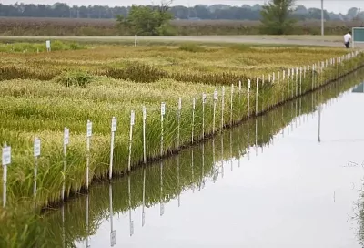 В Краснодарском крае начали сеять рис
