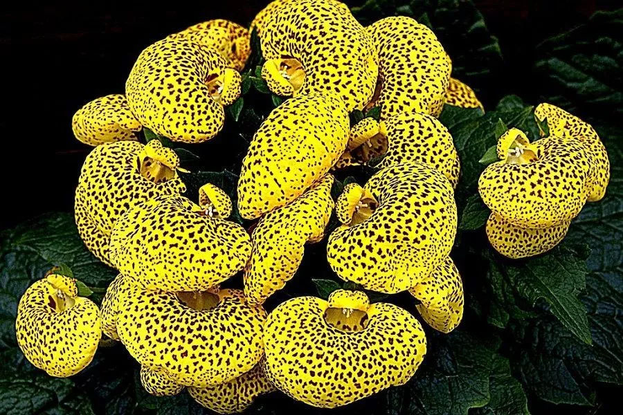 Усилия окупятся стократно: как вырастить прекрасную кальцеолярию