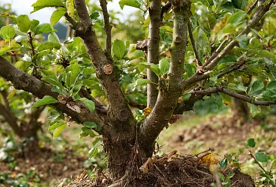 Сентябрьская обрезка без ошибок: что резать сейчас, а что оставить до весны