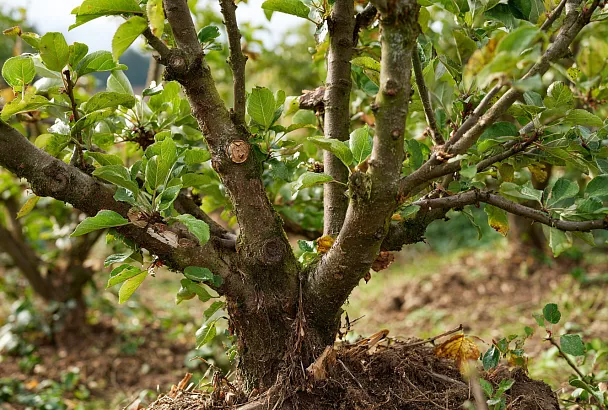 Сентябрьская обрезка без ошибок: что резать сейчас, а что оставить до весны