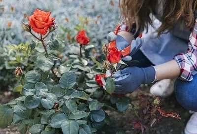 Операция «Реанимация»: специалист рассказал, как дать плохому саженцу розы шанс на жизнь