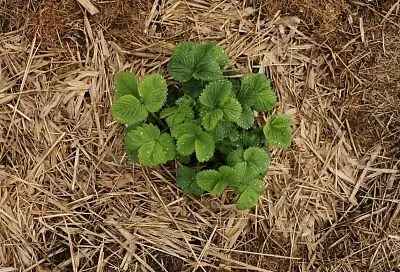 Осенняя пересадка клубники - зачем нужна и как ее правильно провести