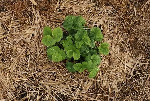 Осенняя пересадка клубники - зачем нужна и как ее правильно провести