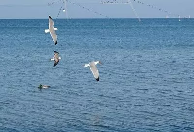 Силы  ПВО сбили беспилотники над Черным морем