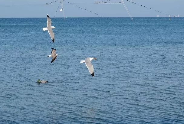 Силы  ПВО сбили беспилотники над Черным морем