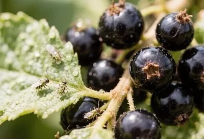 Тля на смородине: откуда берется, чем обработать  и как  от нее избавиться. Есть простое решение