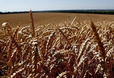 Начинающие фермеры Краснодарского края получат гранты на общую сумму более 65 млн рублей
