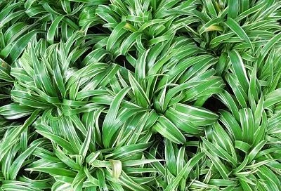 Три цветка жизни: комнатные растения, которые делают воздух чистым