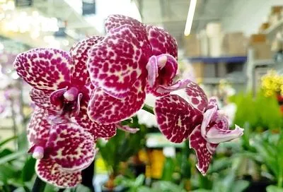 Оборвать все листья и обрезать: как дать орхидее вторую жизнь