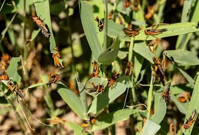 Прожорлива и плодовита: стаи саранчи напали на поля в Приморско-Ахтарском районе