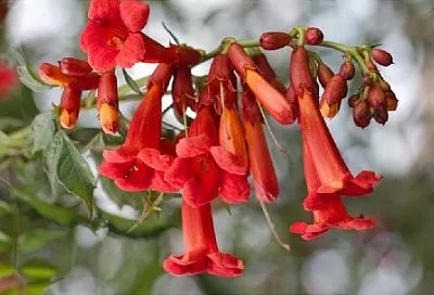 Оранжевые граммофончики: как заставить кампсис цвести максимально долго и пышно