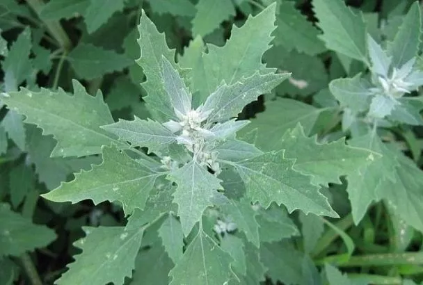 В огороде – лебеда: советую в наступающем сезоне посадить это растение, вы поразитесь его полезности