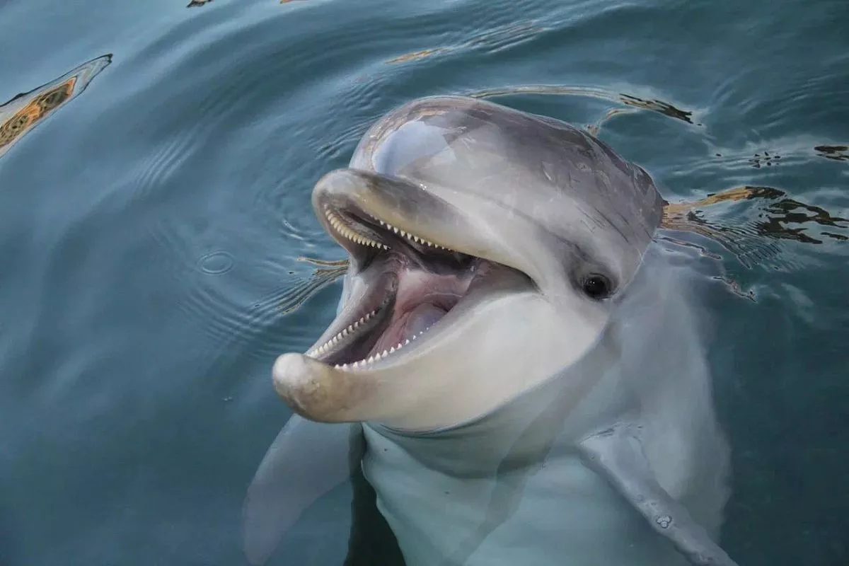 Дельфинарий в селе Большой Утриш Дельфинарий в селе Большой Утриш