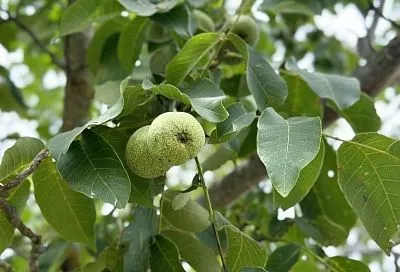 Грецкий орех на клочке земли: сорта, которые не захватывают целую сотку и дают урожай