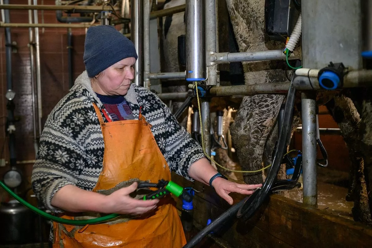 На автоматизированной системе посменно работают всего две доярки.