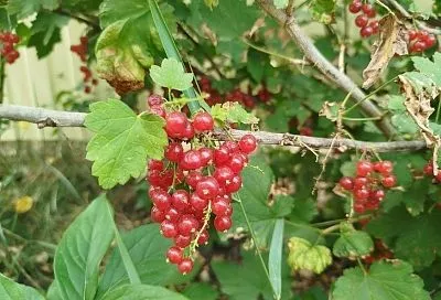 Один раз и на весь год: подкормка для смородины, которая обеспечивает питание весь сезон