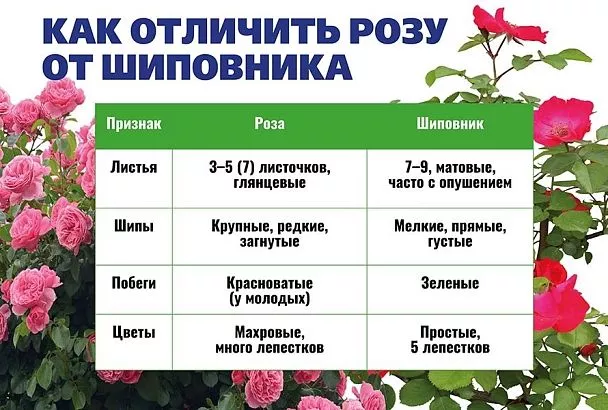 У розы 7 листьев: всегда ли это признак перерождения в шиповник?