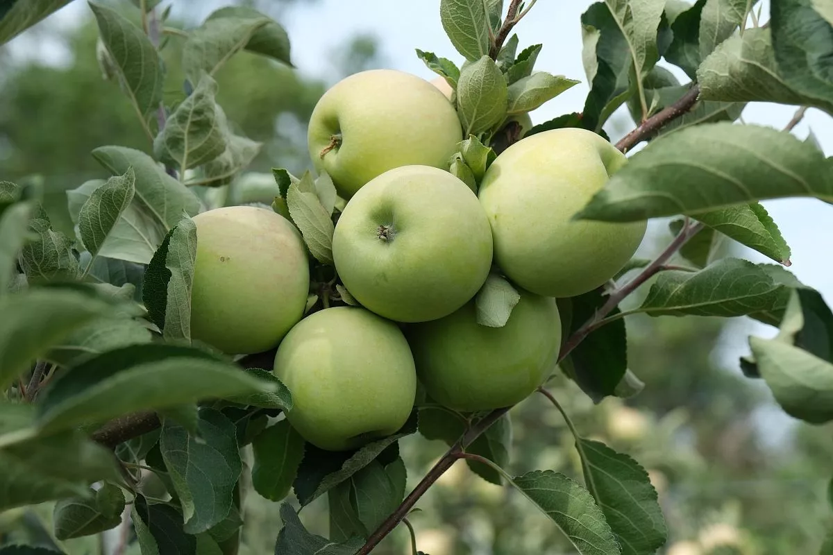Садами интенсивного типа на сегодняшний день занято 172 гектара, валовой сбор яблок составляет почти 3 тысячи тонн. Садами интенсивного типа на сегодняшний день занято 172 гектара, валовой сбор яблок составляет почти 3 тысячи тонн.