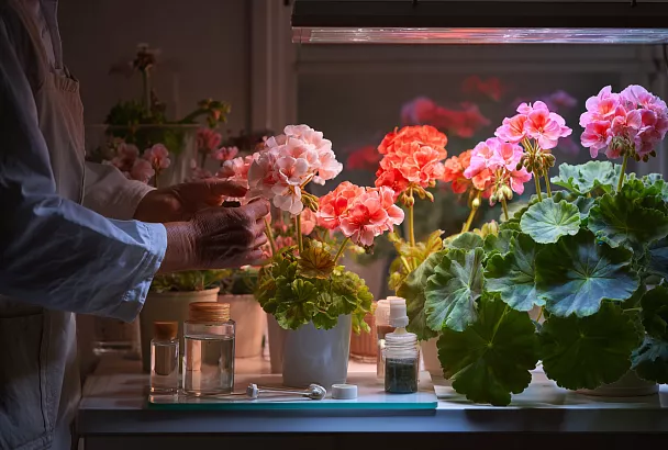 Три эликсира для герани: секреты пышного цветения осенью