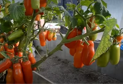 С одной семечки – вал отборных помидоров: этот мега-сорт томатов выращивать одно удовольствие – посадил и растет