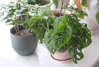 Раствор уксуса для комнатных цветов: спасение от белого налета и солей