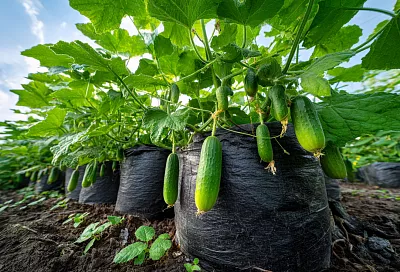 Как собрать урожай огурцов уже в мае: проверенный способ посадки в пакетах