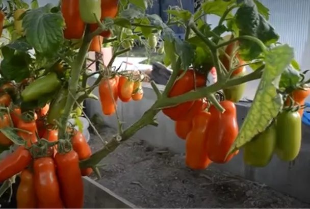 С одной семечки – вал отборных помидоров: этот мега-сорт томатов выращивать одно удовольствие – посадил и растет