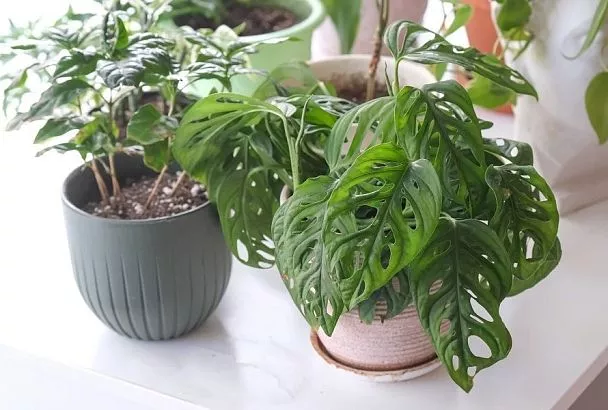 Раствор уксуса для комнатных цветов: спасение от белого налета и солей