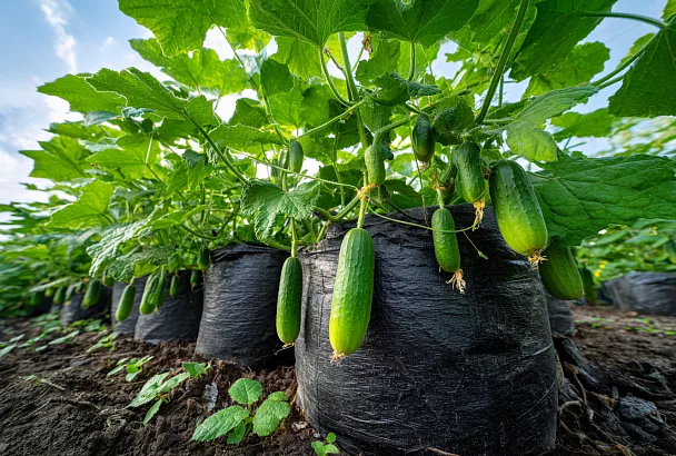 Как собрать урожай огурцов уже в мае: проверенный способ посадки в пакетах