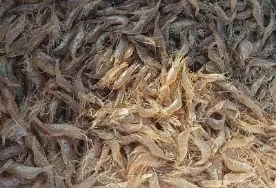 Вылов креветок и моллюсков в Азовском море вышел на исторический максимум