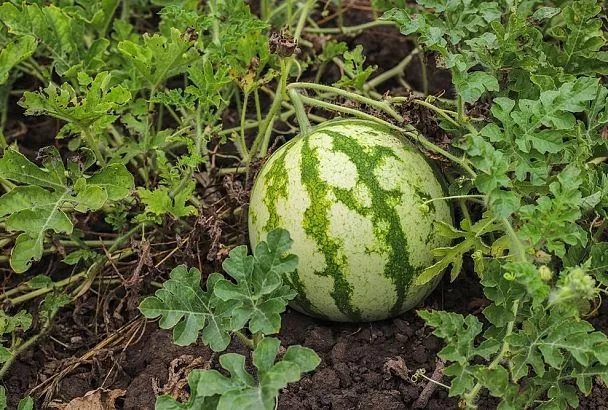 Секреты сахарных арбузов: пошаговое формирование плетей для сочной и алой мякоти