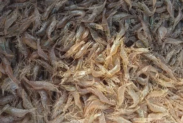 Вылов креветок и моллюсков в Азовском море вышел на исторический максимум