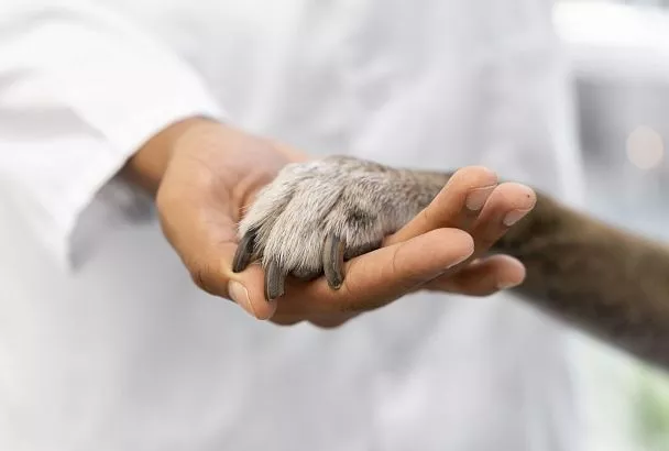 В Туапсинском округе проведут бесплатную стерилизацию домашних животных