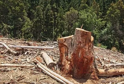 Почти 40% смертей от жары связаны с вырубкой лесов