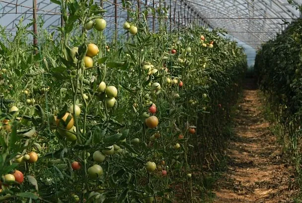 Кубанские фермеры расширяют площади возделывания и ассортимент продукции