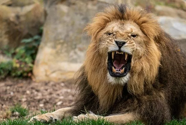 В «Тайгане» не планируют усиливать меры безопасности после последнего случая нападения льва